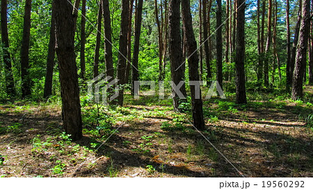 Trees in the coniferous forest, the shadow of pine 19560292