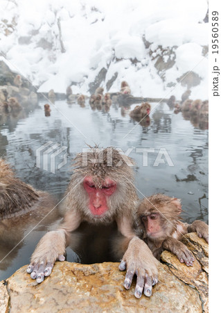 愛らしい温泉のおさるさんMonkey of the couple of the hot spring 19560589