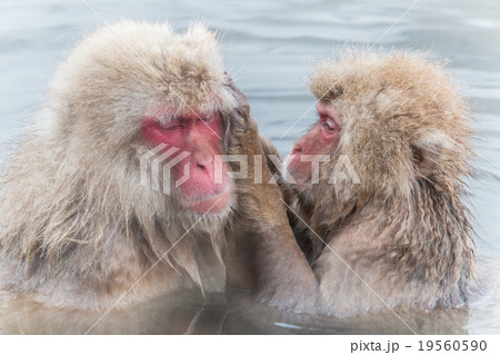 愛らしい温泉のおさるさんMonkey of the couple of the hot spring 19560590