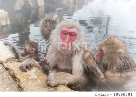 愛らしい温泉のおさるさんMonkey of the couple of the hot spring 19560591