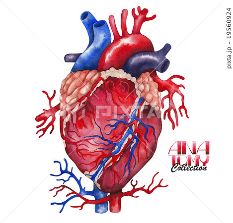Watercolor anatomy collection - heart Watercolor anatomy collection - heart 19560924