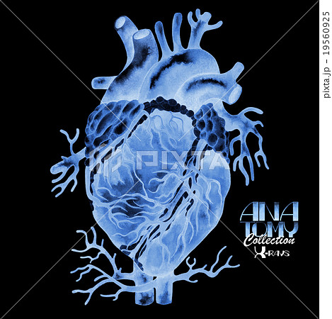 Watercolor X-rays of heart 19560925