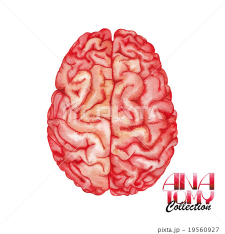 Anatomy collection - brain Anatomy collection - brain 19560927