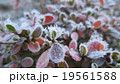霜 19561588