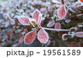 霜 19561589