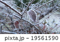 霜 19561590