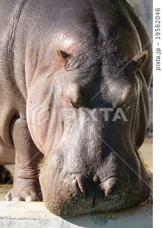 カバの顔 カバの顔 19562046