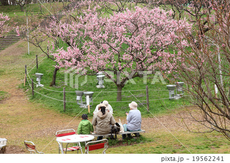 家族で紅梅の花見 19562241