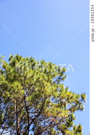 Pinus kesiya 19562354