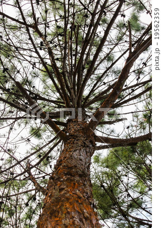 Pinus kesiya Pinus kesiya 19562359