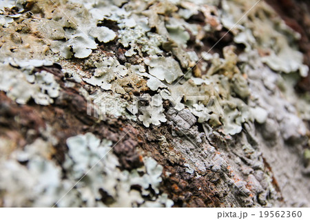 Lichen on pine tree 19562360