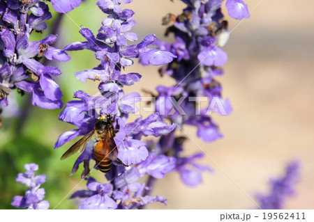 Bee on Blue Salvia flower 19562411