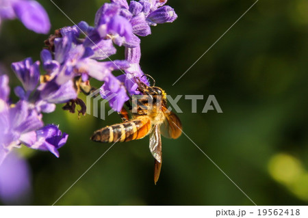 Bee on Blue Salvia flower 19562418