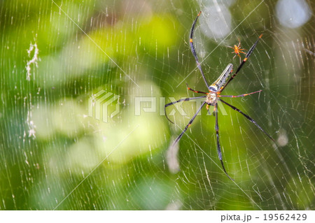 Nephila maculata, Spider 19562429