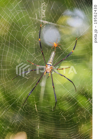Nephila maculata, Spider 19562430