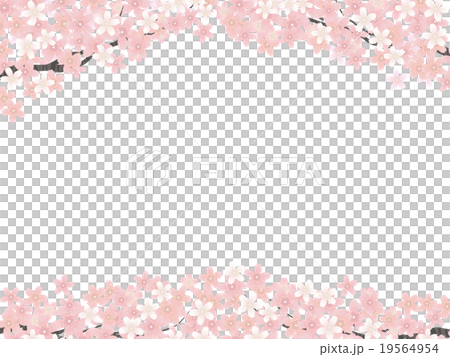 桜並木 桜並木 19564954