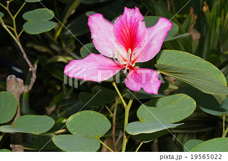 バウヒニア・プルプレア バウヒニア・プルプレア 19565022