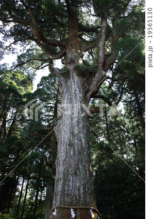 御神木_霧島神宮 19565130