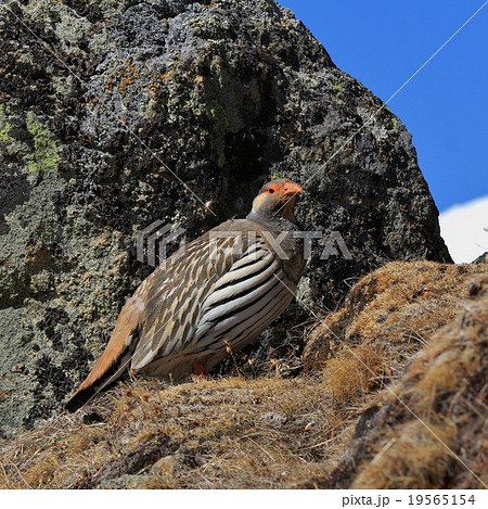 Tibetan Snowcock photographed in Gokyo, Nepal 19565154