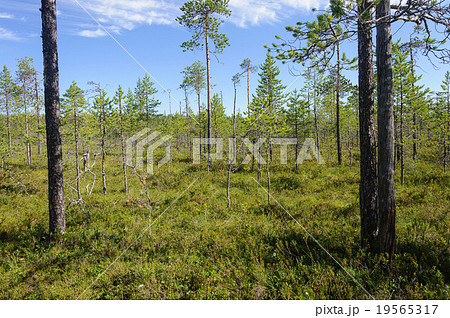 Pine trees in swampy tundra, Karelia Pine trees in swampy tundra, Karelia 19565317