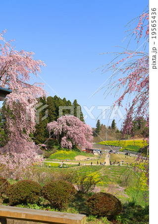 合戦場のしだれ桜 合戦場のしだれ桜 19565436