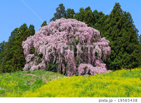 合戦場のしだれ桜 合戦場のしだれ桜 19565438