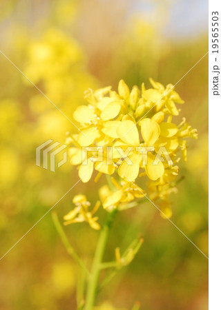 菜の花 菜の花 19565503