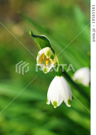 スノーフレーク（アップ） 19565563