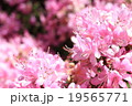シャクナゲ 19565771