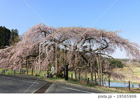 中島の地蔵桜 中島の地蔵桜 19565906