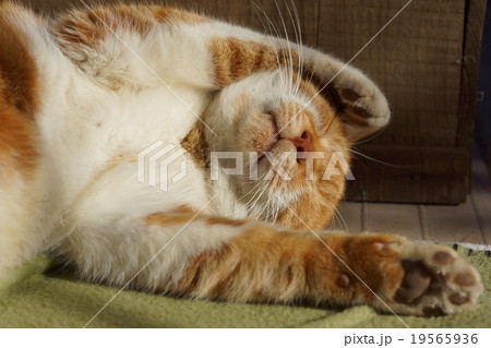 眠る茶猫 19565936