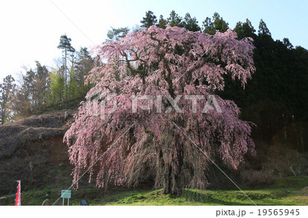 福田寺の糸桜 福田寺の糸桜 19565945