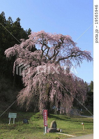 福田寺の糸桜 福田寺の糸桜 19565946