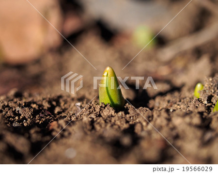 チューリップの発芽の写真素材