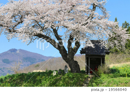 小沢の桜 19566040