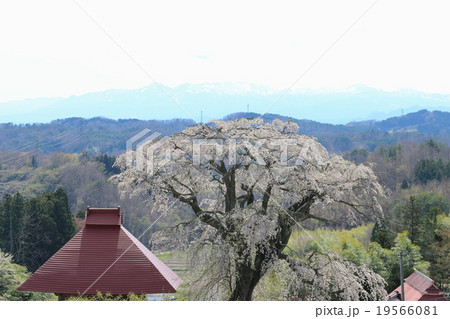 山田の天王桜 山田の天王桜 19566081