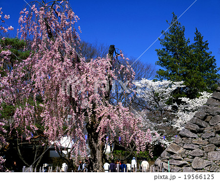 小諸城址懐古園の桜 19566125