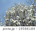 桜０３ 19566184
