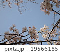 桜０４ 19566185