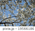 桜０５ 19566186