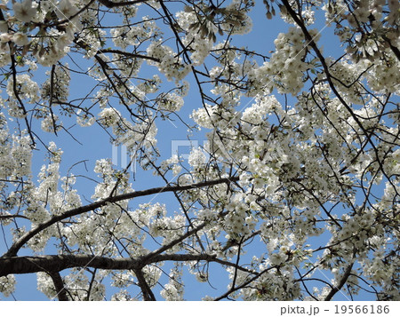 桜05 桜05 19566186