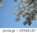 桜０６ 19566187