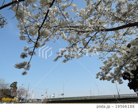 桜０７ 19566188