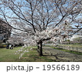 桜０８ 19566189