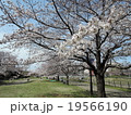 桜０９ 19566190