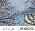 桜１０ 19566252