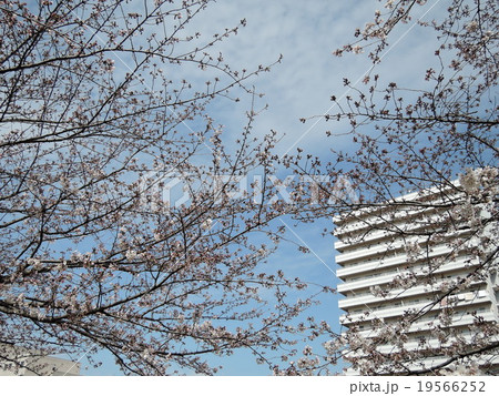 桜10 桜10 19566252