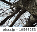 桜１１ 19566253