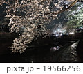 夜桜０３ 19566256