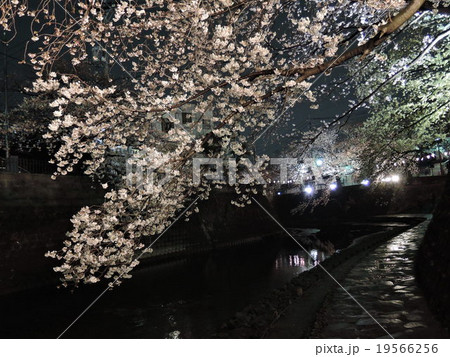 夜桜０３ 19566256
